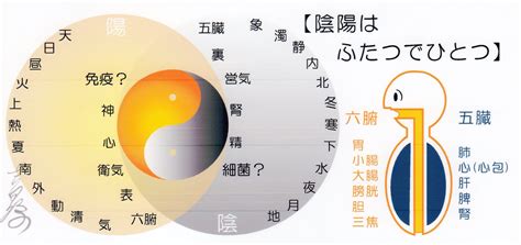 陰陽理論|陰陽論とは